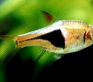 Hal -Rasbora heteromorpha-Ékfoltos razbóra – 2-3 cm
