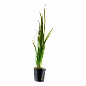 Vallisneria spiralis
