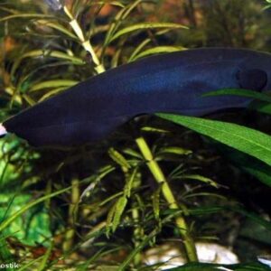 Apteronotus albifrons – Fekete szellemkéshal