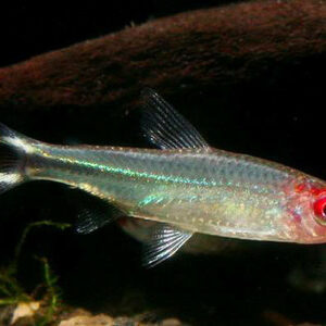 Hal -Hemigrammus rhodostomus -Vörösorrú pontylazac PETITELLA 2-4 cm