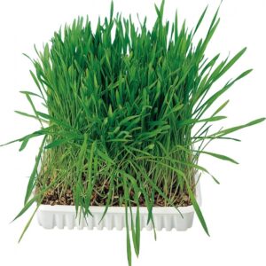 Panzi tálkás cicafű 75g