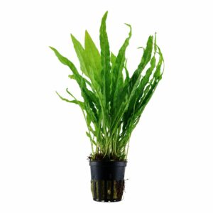 Microsorum pteropus - Lándzsás vízipáfrány