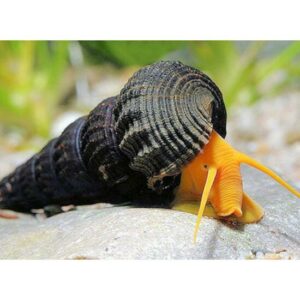 Sulawesi csiga (Tylomelania sp. nyúlcsiga)